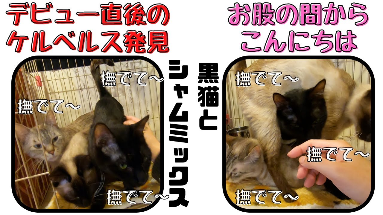 【デビュー直後】シャム猫ミックスと黒猫ケルベロスと化して甘えまくる（保護猫カフェ猫の恵庭）難波　Siamese mix and black cat become Cerberus