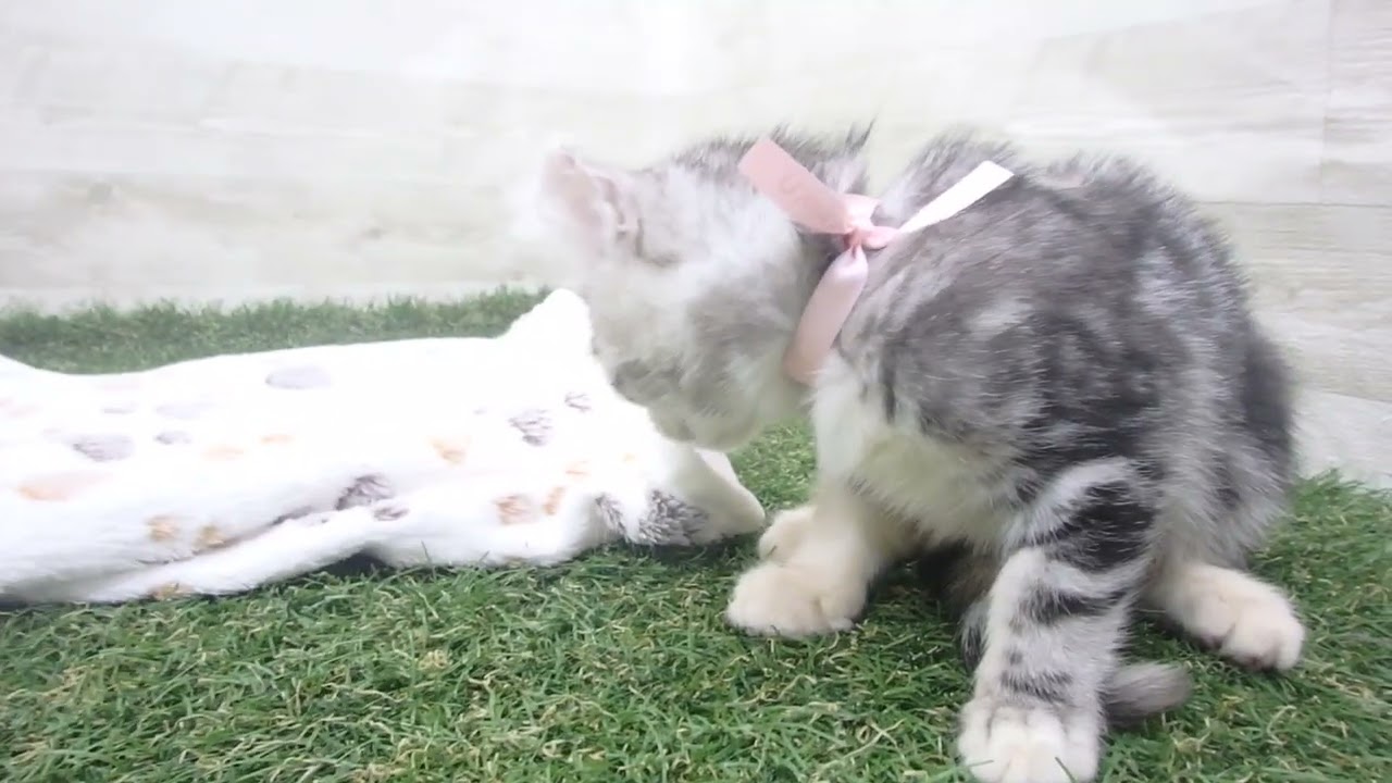 00600044 アメリカンカール