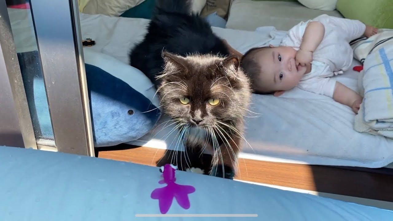 プール開きを見学する猫　ノルウェージャンフォレストキャット　ラガマフィンA cat looking at the pool opening. Norwegian.Ragamuffin.
