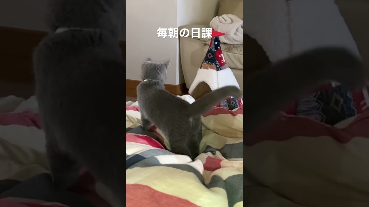 毎朝の日課　#shorts #kitty #ねこ #かわいい #ブリティッシュショートヘアー #こねこ #britishshorthair #猫動画 #猫のいる暮らし #猫好きさんと繋がりたい #ネコ
