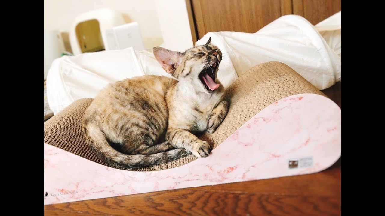 デボンレックス密着⭐︎ 2020年10月