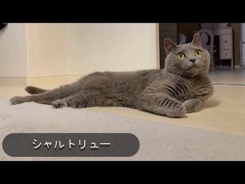 自由気ままな猫。【シャルトリュー】