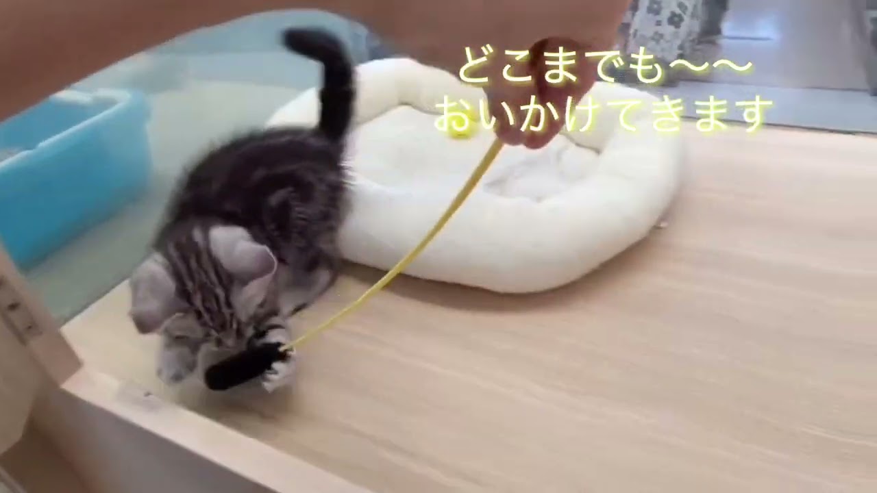 【アメリカンショートヘアー】猫じゃらしタイム