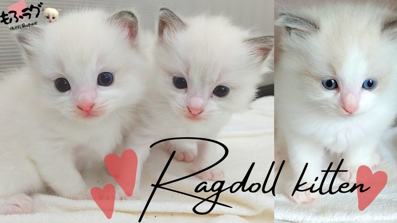 ラグドールブリーダーが送る【子猫を眺める動画】 《Ragdoll cat kittens》