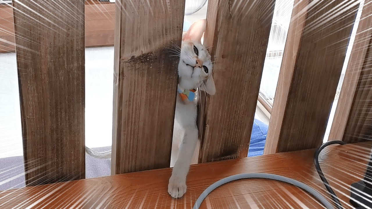 飼い主がDIYする度に全力で突破する猫【シンガプーラ】