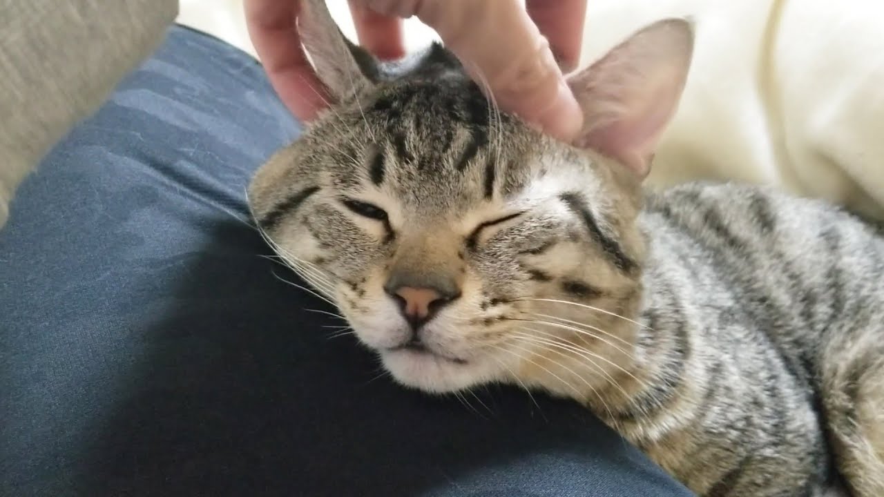 猫が頭皮マッサージのあまりの気持ち良さに顔が変形しちゃいました。