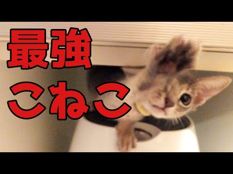 アビシニアン、ロシアンブルーMIX子猫（れのん過去編）