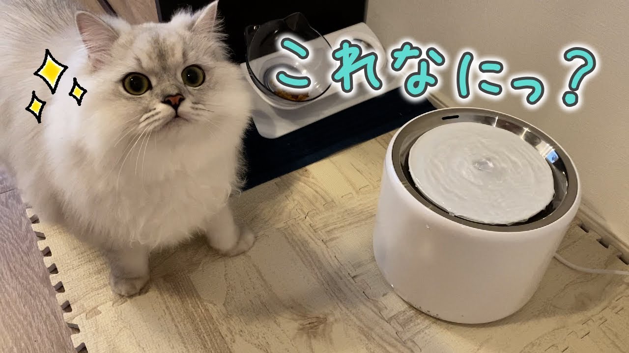 初めての自動給水機に興味津々の猫［ペルシャ猫］