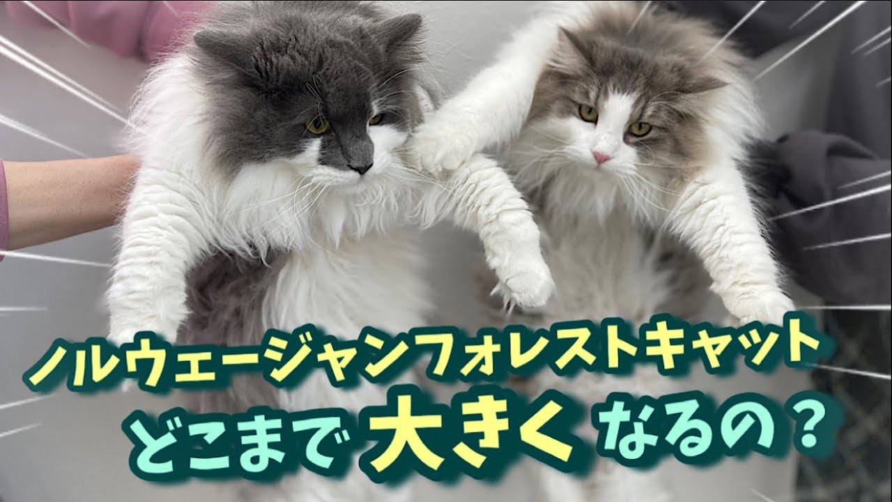 どこまで大きくなるのか気になるノルウェージャンフォレストキャット【大型猫特徴】