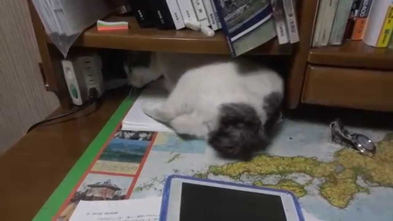 机で作業を妨害するボブテイル猫　Japanese Bobtail cat disturbs my studies
