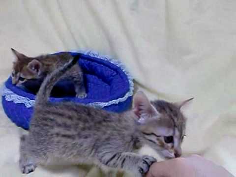 エジプシャンマウ赤ちゃんたち