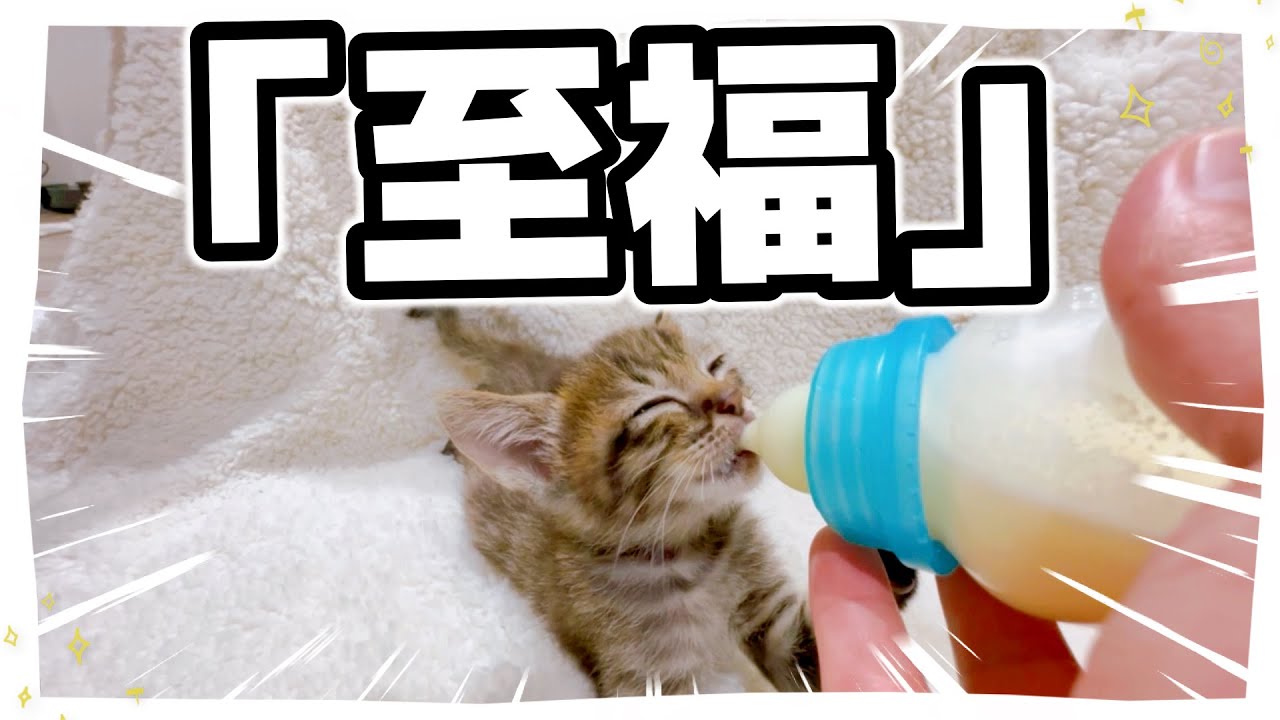 【子猫の離乳食とミルク】「ちゅちゅちゅちゅじゅ～るる」BGMは鳴き声だったりバタバタ走る音だったり【保護猫生活36日目】