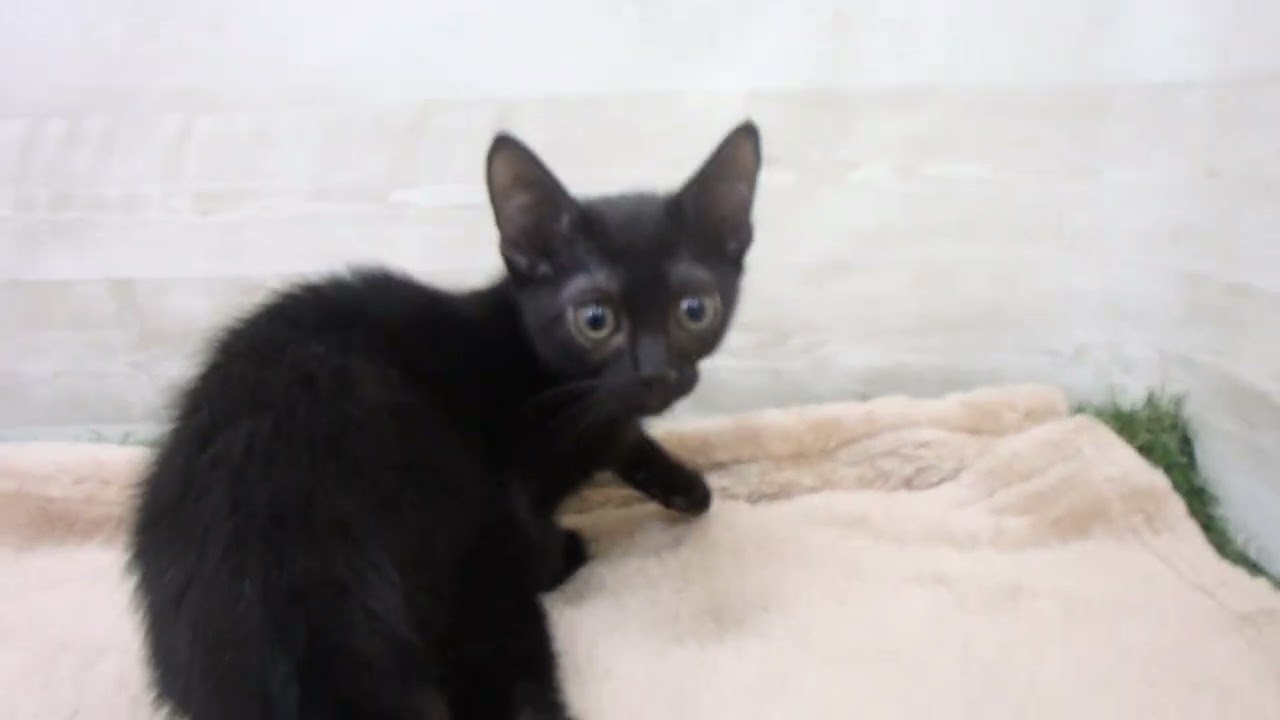 00576568 ボンベイ