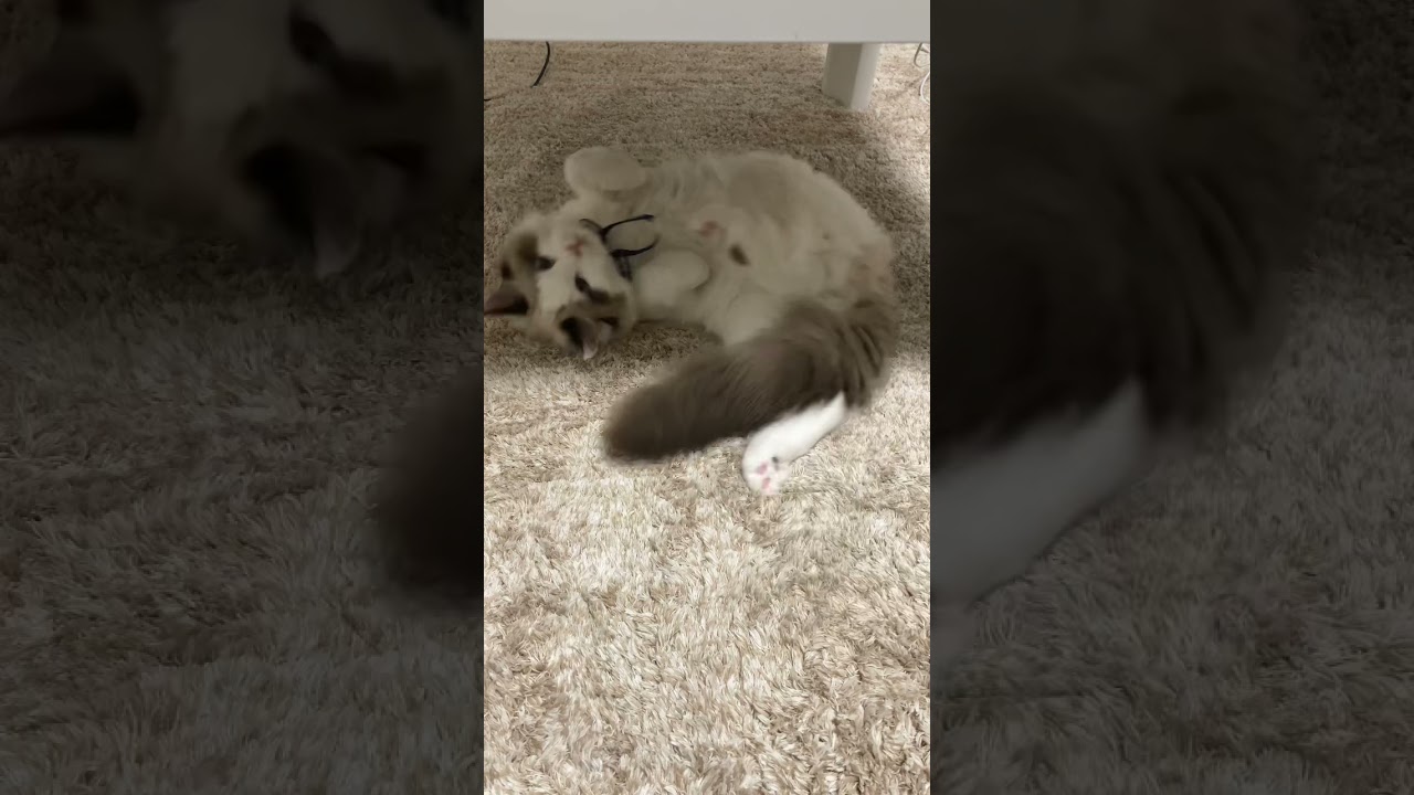 あくびが可愛い猫