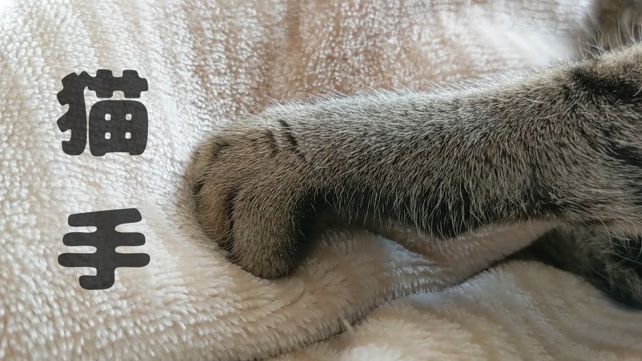 【猫動画】オシキャットのカラちゃんの「ふみふみ」