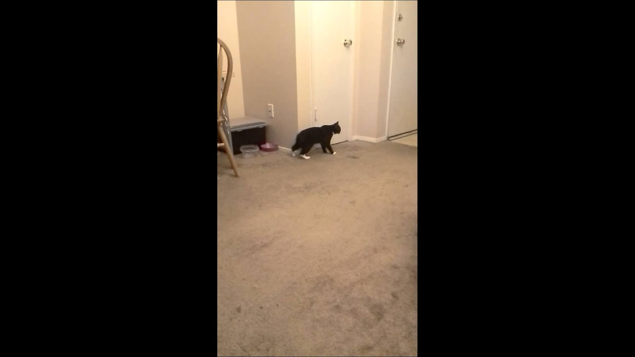 Manx Syndrome Cat Walking