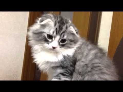 シルバータビー＆ホワイトロング ヘアー