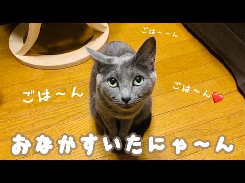 【猫】ごはんをかけた攻防戦がこちら