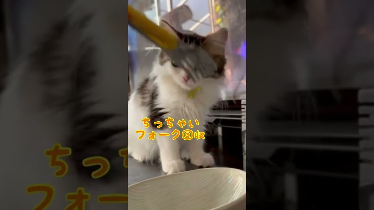【子猫 マンチカン】混乱した猫の最後の行動が可愛すぎた