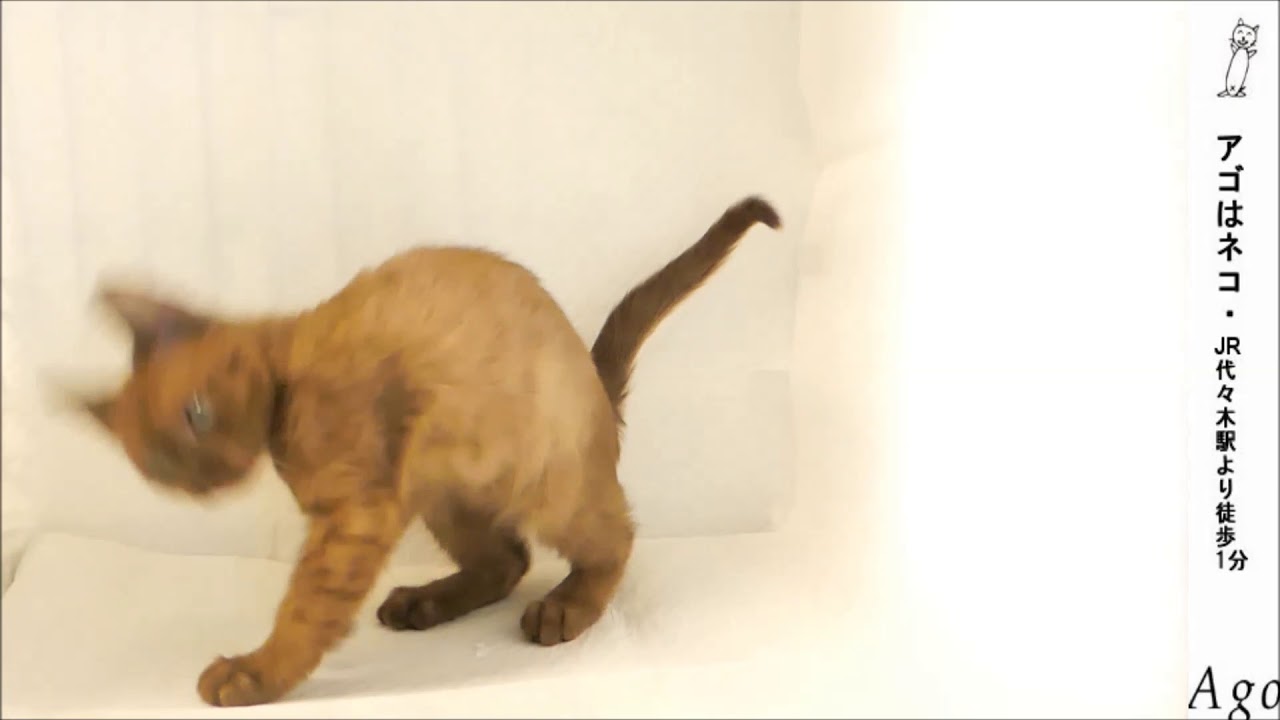 バーミーズ●アゴはネコ猫専門  猫ネコ専門 新宿 都内　渋谷　池袋　猫専門  猫 東京  ネコ専門 新宿 都内　渋谷　池袋　東京駅