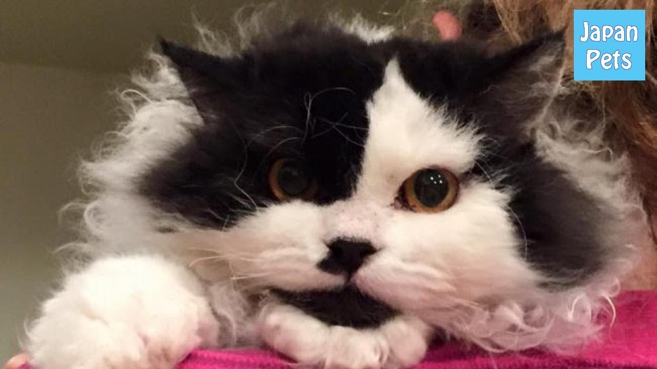 モコモコの被毛がぬいぐるみみたい！セルカークレックスをご紹介！ - Japan Pets