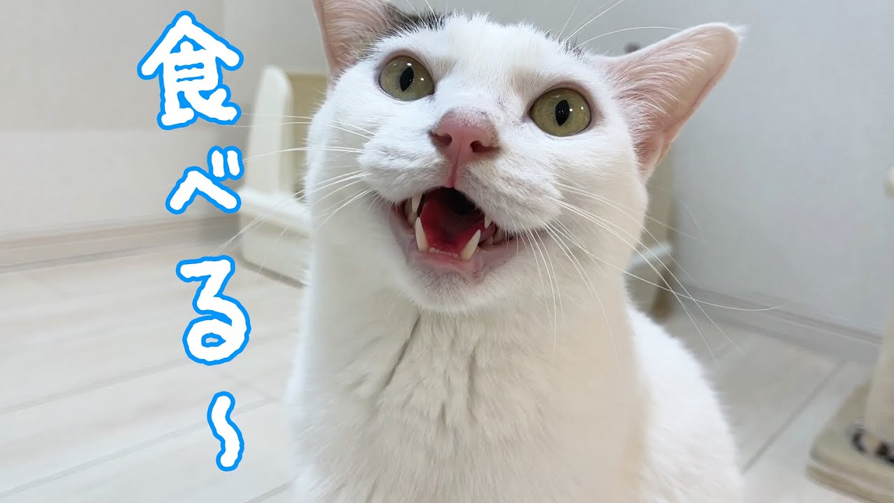 おやつが食べたくて日本語をたくさん喋る猫チロさん