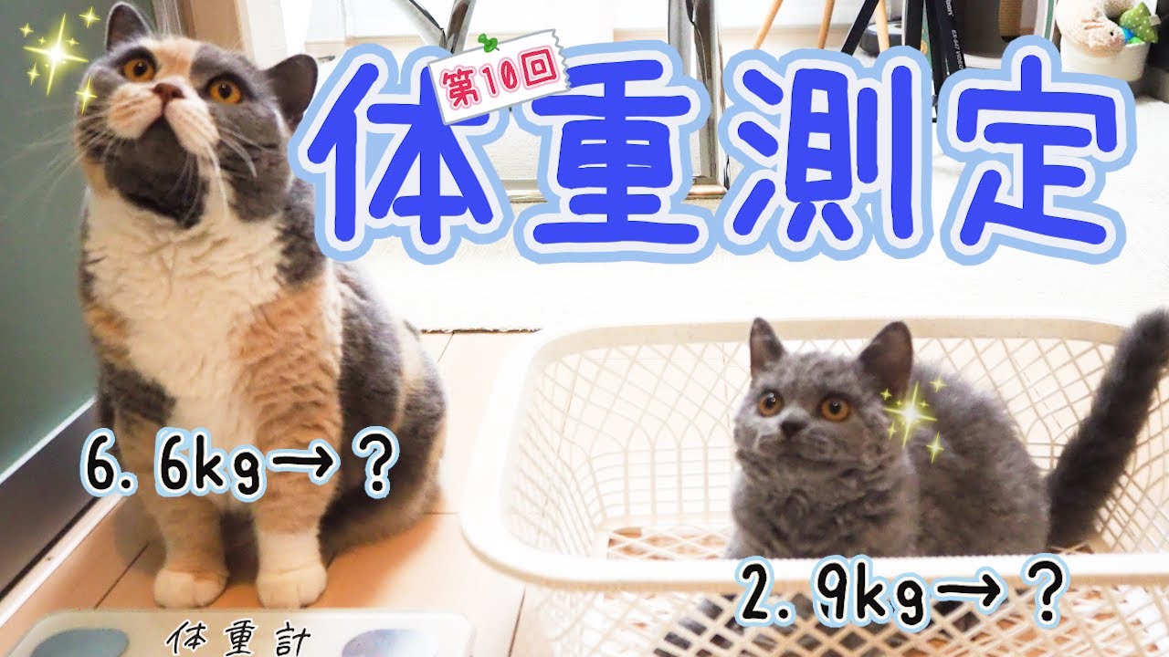 結果にコミット！ぶっちゃんのダイエット大作戦！｜セルカークレックス｜ブリティッシュショートヘア