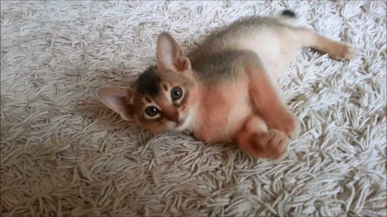 アビシニアン　赤ちゃん【動画】