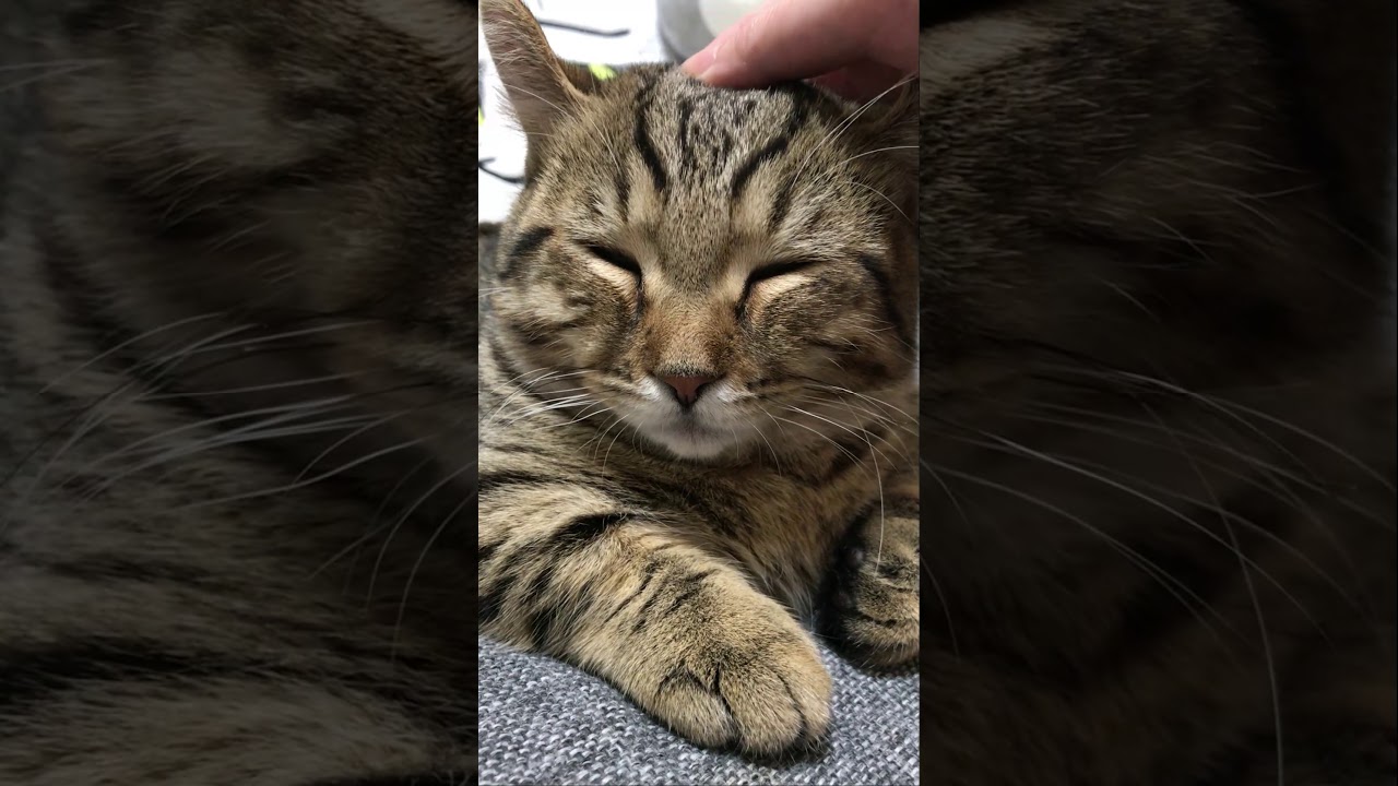 なでられてリラックスする子猫がカワイイ　/キンカロー　マンチカン×アメリカンカール　#Shorts