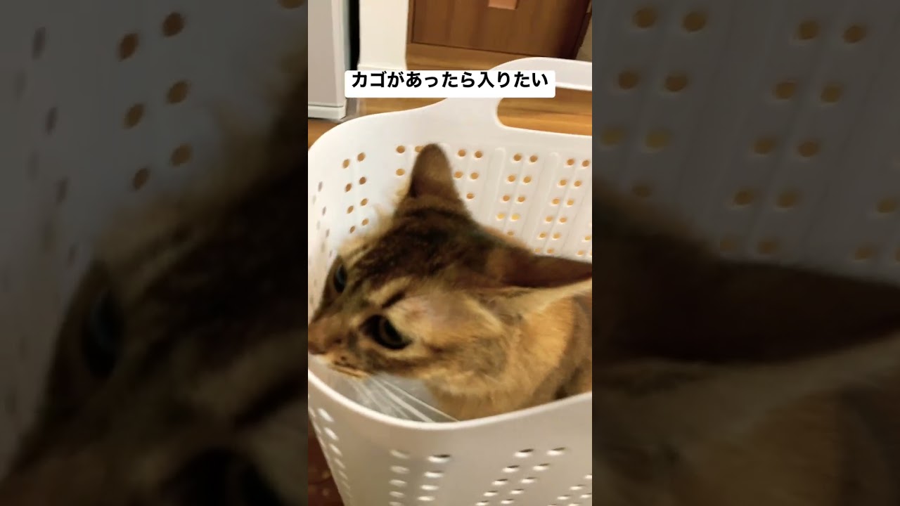 【例に漏れず】洗濯カゴに入るソマリ【猫ホイホイ】#cat #shorts #somali
