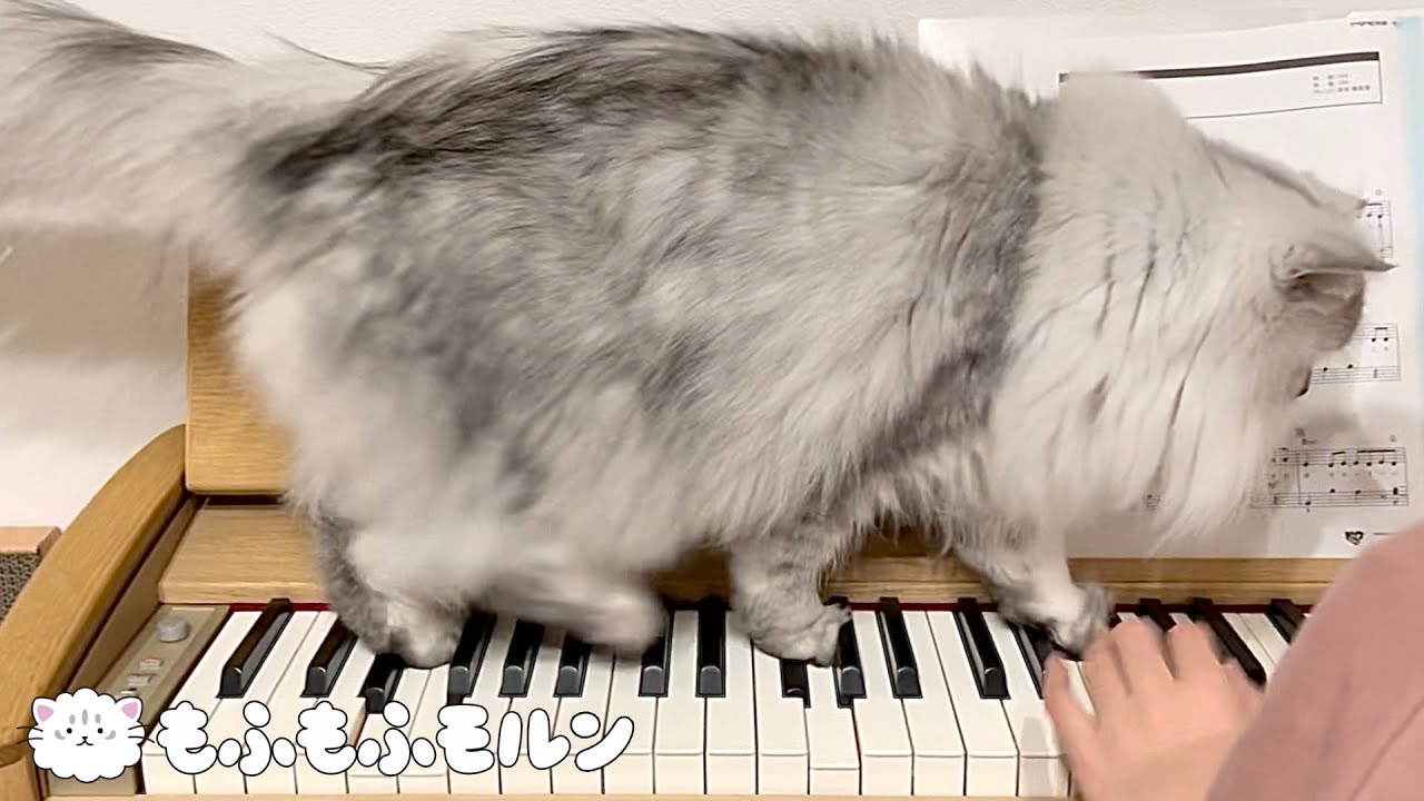 とある夜の猫の奇行をご覧ください 【サイベリアン】