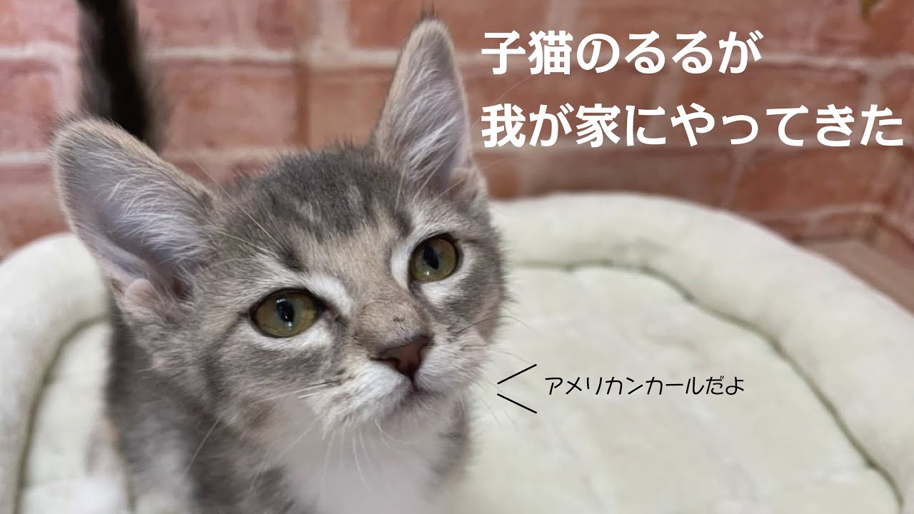 子猫が我が家にやってきました【立ち耳のアメリカンカール】