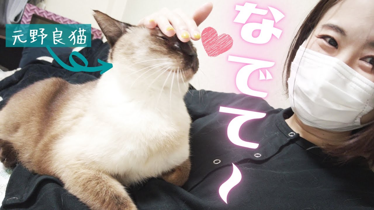 帰宅直後の飼い主に全身をすりすりして甘えまくっちゃう元野良の保護猫…！【シャム猫/シャムミックス】
