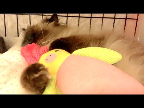 おやすみヒマラヤン