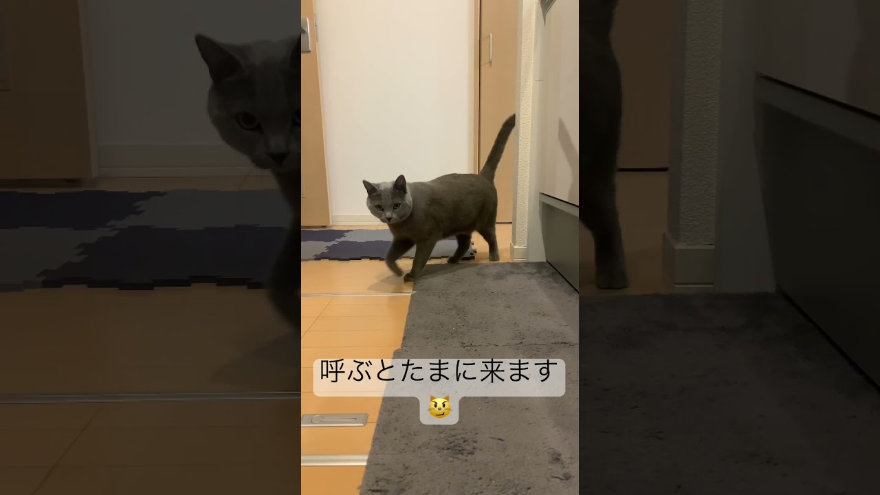 呼ぶとたまに来てくれる猫😼 #cat #chartreux #シャルトリュー #猫