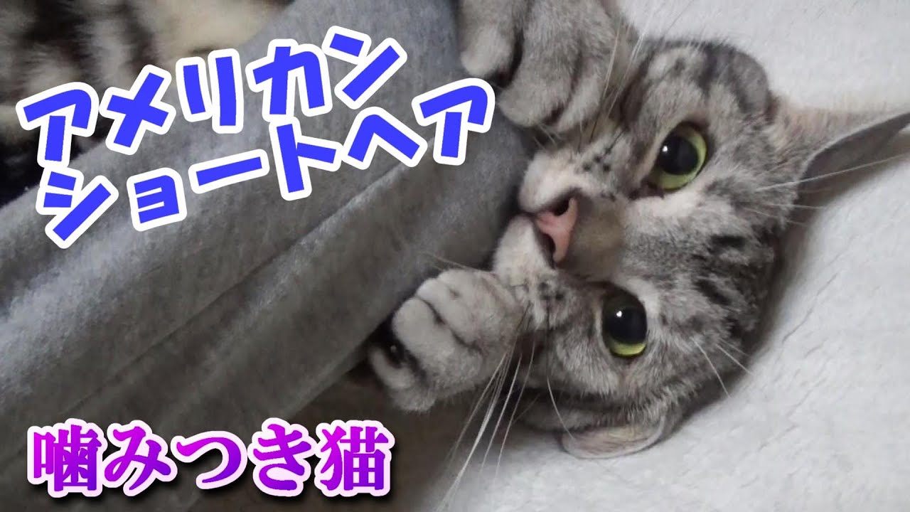 襲ってくる噛みつき猫（アメリカンショートヘア）