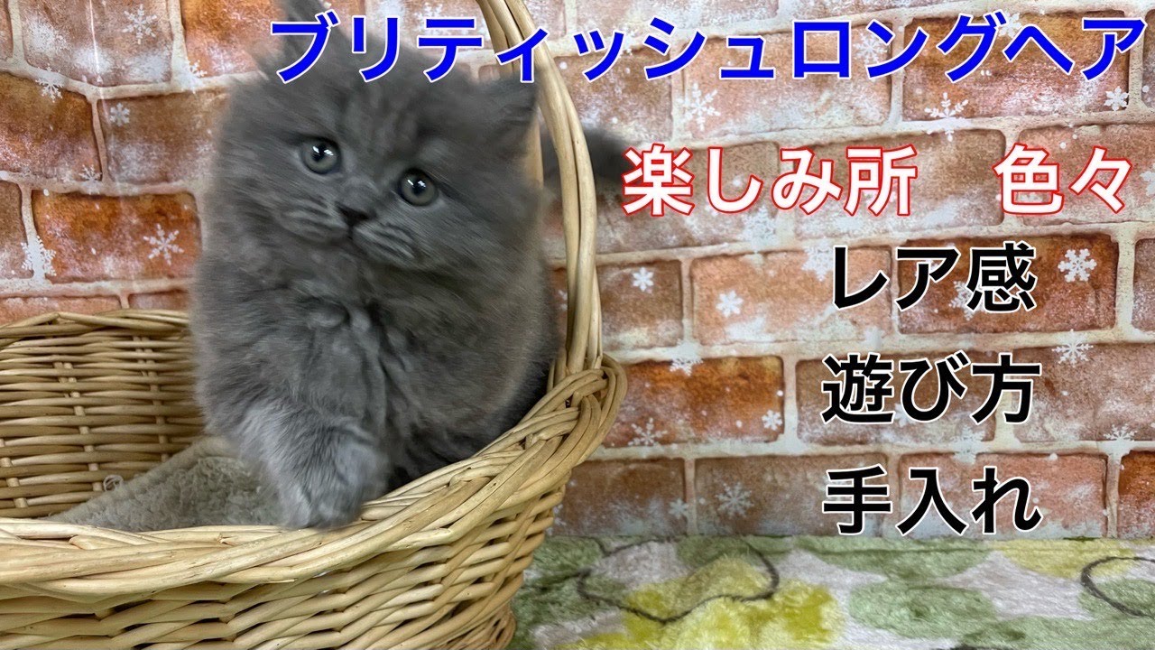 【ブリティッシュロングヘア】ブリティッシュショートヘアに長めのエレガントな被毛