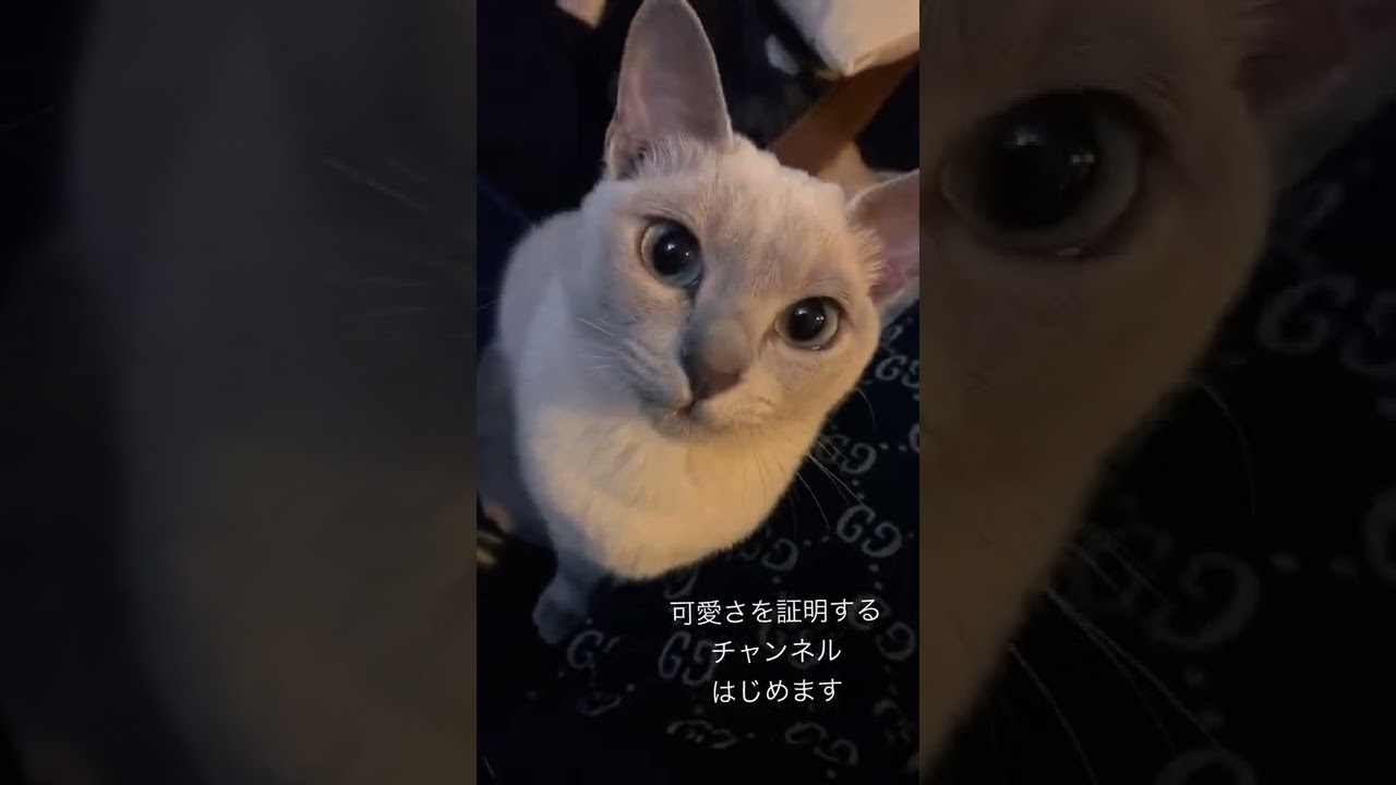 証明しよう #美猫 #shorts #トンキニーズ