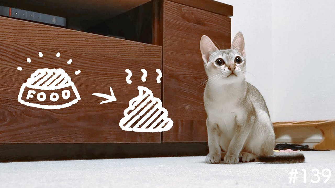 【微閲覧注意】もりもりご飯食べてもりもりウンチする子猫【シンガプーラ】