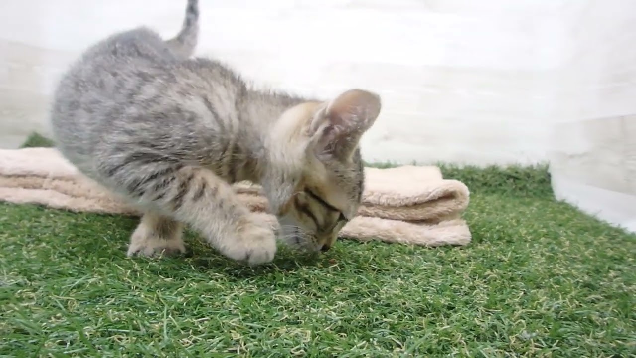 Coo&RIKU　No00573460 エジプシャンマウ