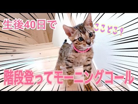 ベンガル子猫リン！初階段登りでモーニングが可愛い過ぎる！