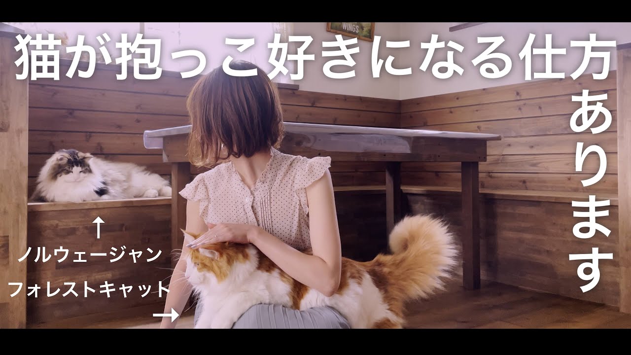 猫が抱っこを嫌がる理由とは？抱っこ嫌いなノルウェージャンも抱っこ好きになりました。