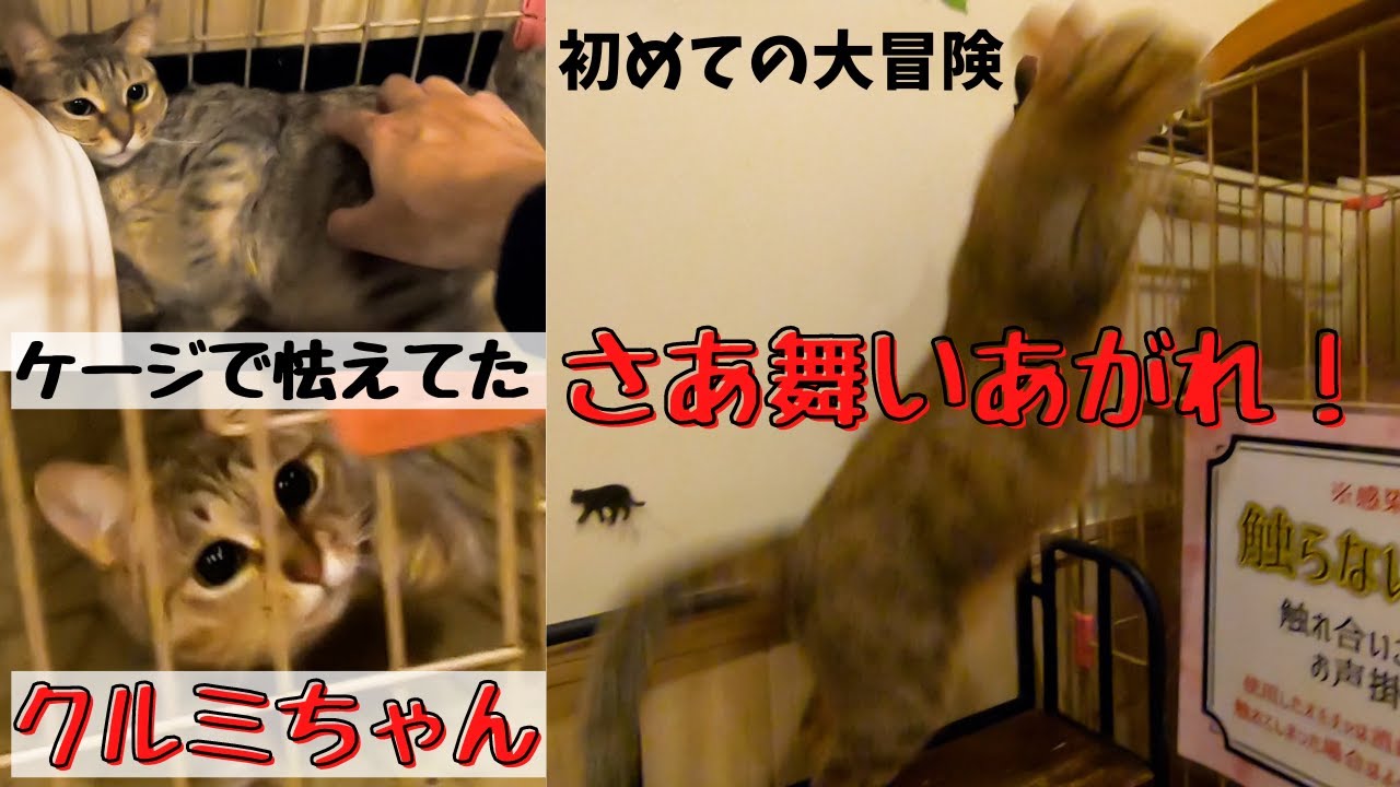 オシキャットに似たキジトラのクルミちゃん初めての大冒険で舞いあがれ！（保護猫カフェ猫の恵庭）難波　The adventures of a Pheasant resembling an Ocicat