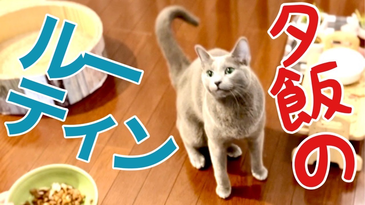 猫が食後に見せるかわい過ぎる行動【ロシアンブルー】