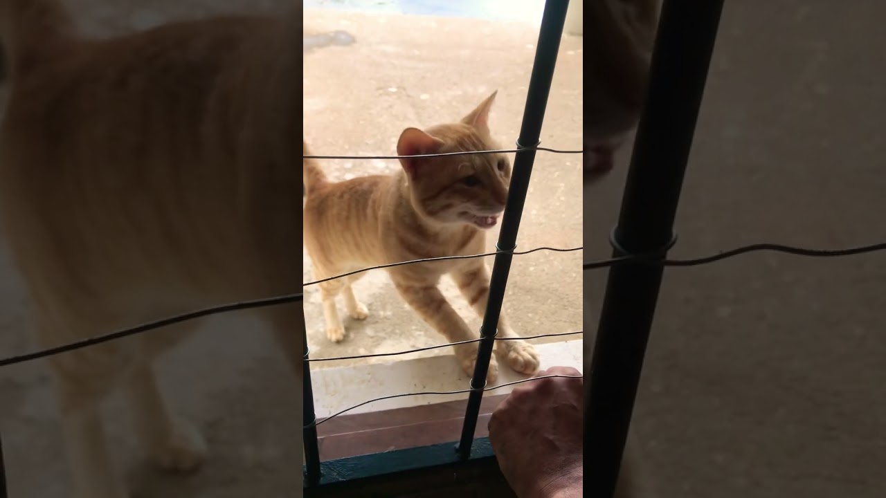 golden brown cat reaction
