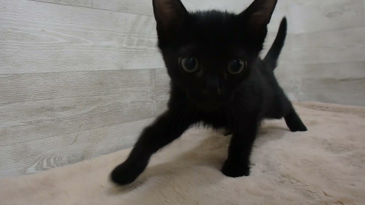 00553317 ボンベイ