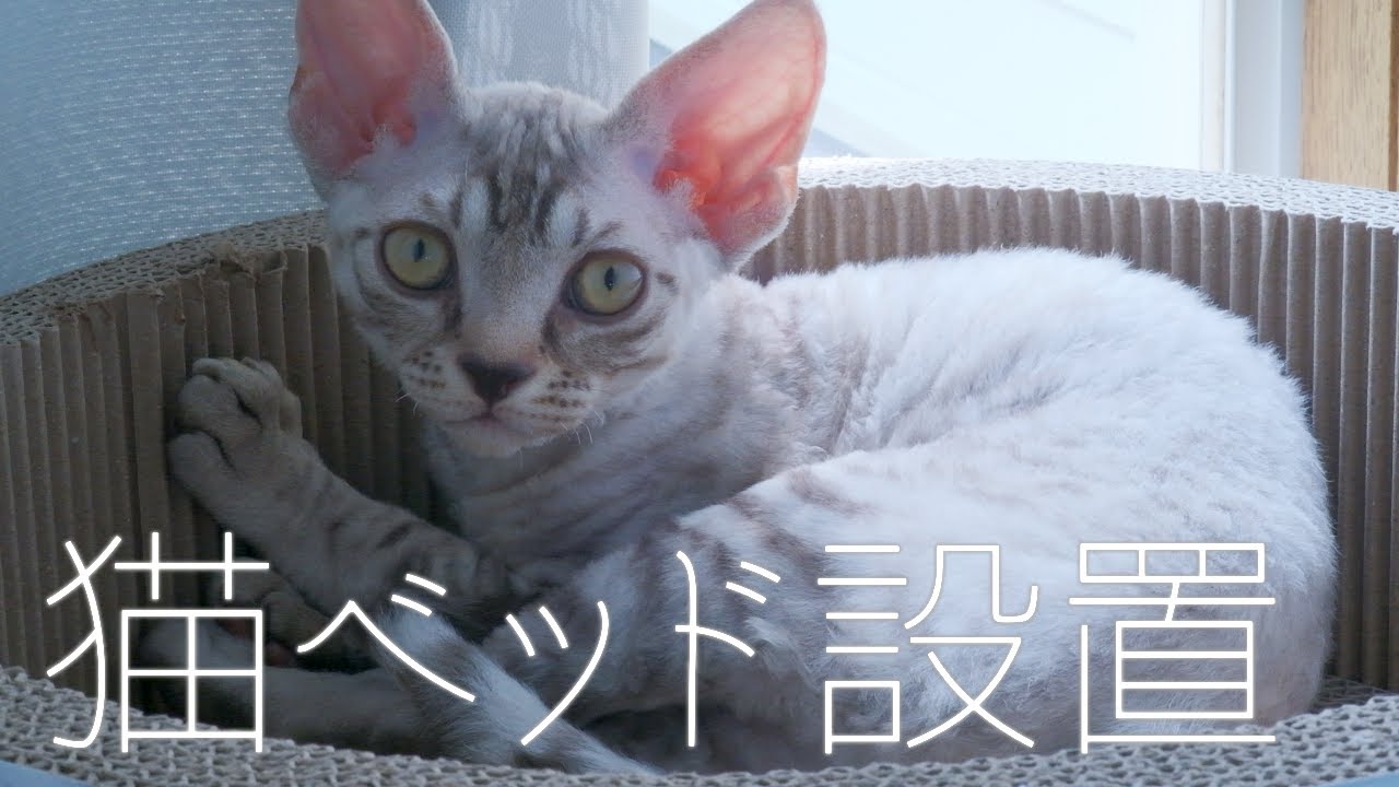 お昼寝場所が決定／デボンレックス