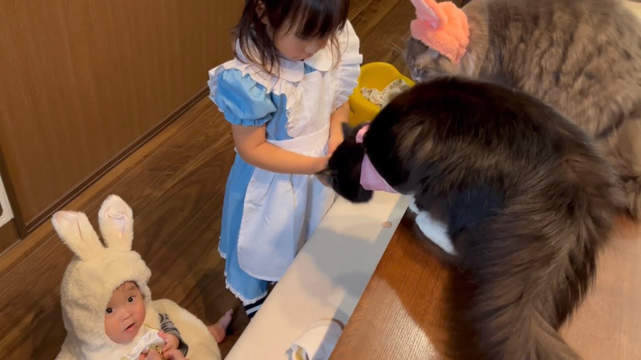 ハロウィンパーティに参加する猫　ラガマフィン　A cat at a Halloween party