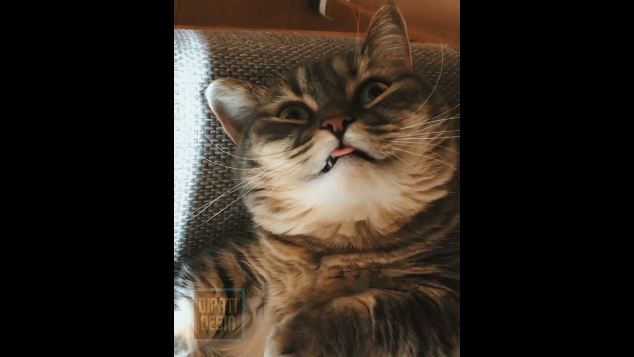 KUCING LUCU TIK TOK AN #SHORTS MANX CATS