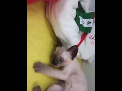 トンキニーズ　仔猫